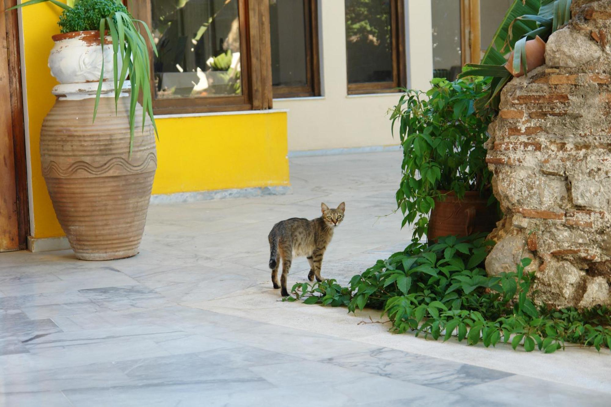 Epidaurus Verdelis Inn מראה חיצוני תמונה